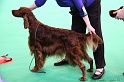 Crufts2011 612